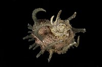 藏品(帝王棘冠螺)的圖片